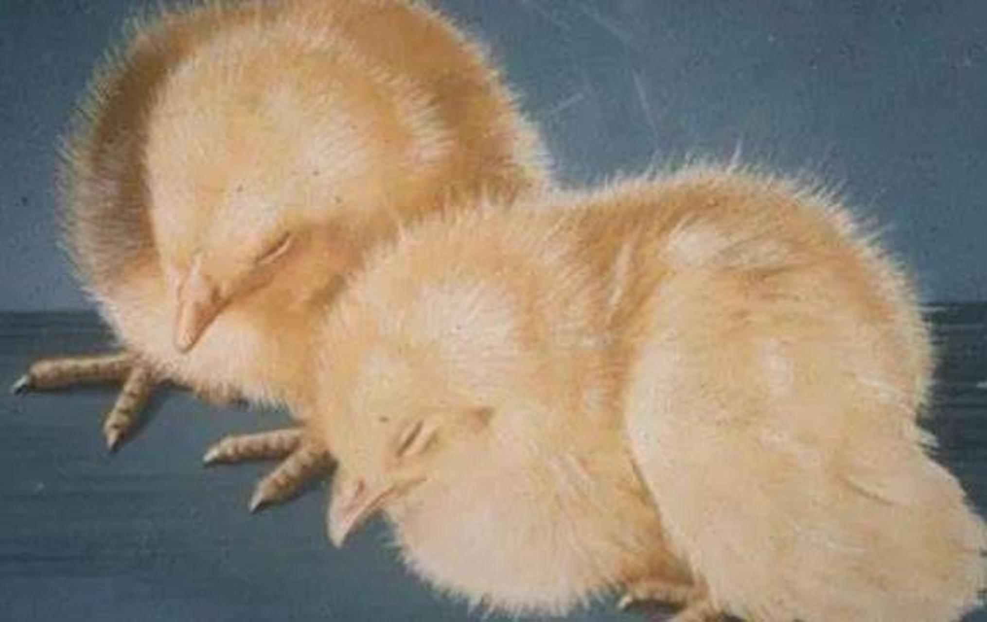 鸡沙门氏菌是一种致病菌,它会导致鸡出现腹泻,呼吸急促,瘦弱,体温