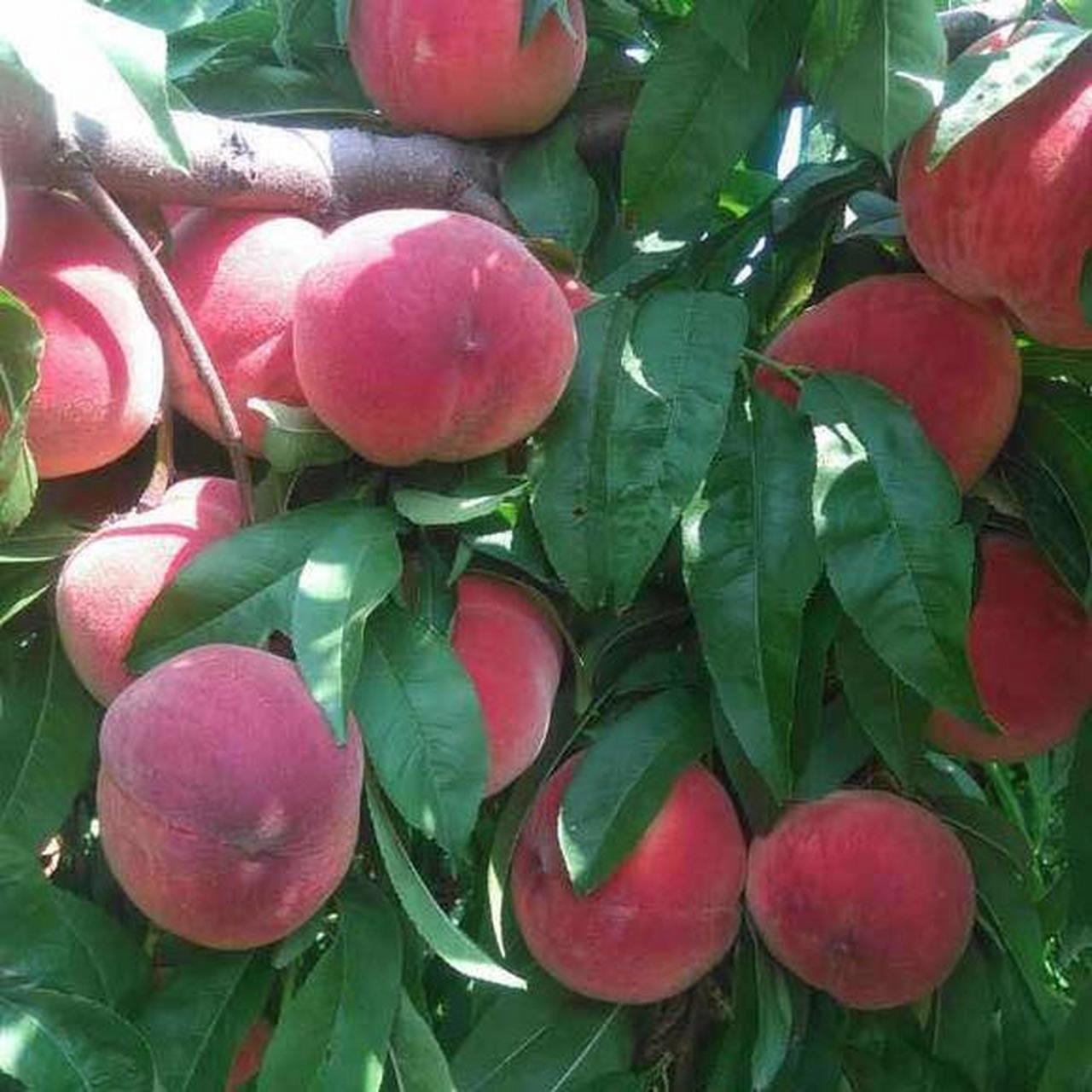 南阳特产—桐柏朱砂红桃 朱砂红桃又叫血桃,其紫红的肉质,鲜美的味道