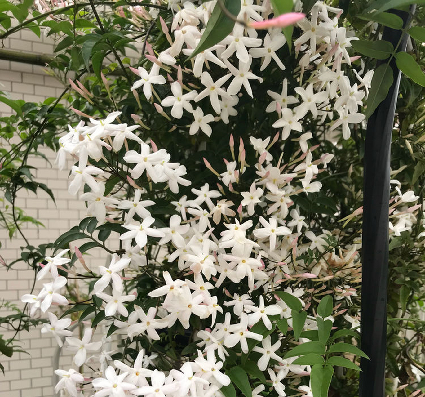 盆栽多花素馨 多花素馨,别名鸡爪花,狗牙花(云南叫法)等,为木犀科