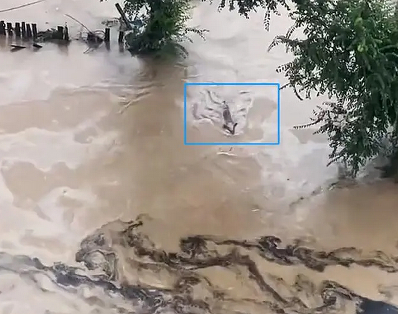 哈尔滨部分地区被淹:猪游泳自救,哈尔滨部分区域遭受洪水侵袭,随之