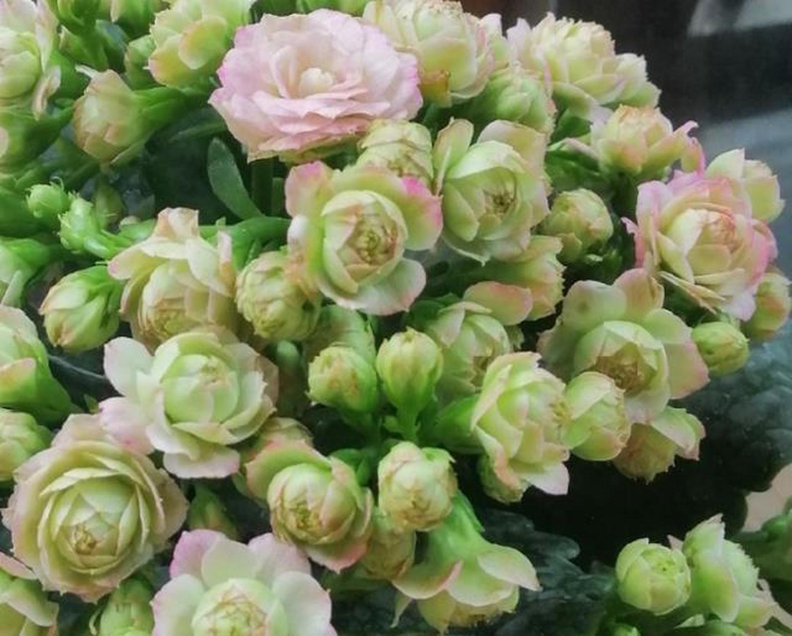 长寿花大宝,好养易活,开花喜庆!