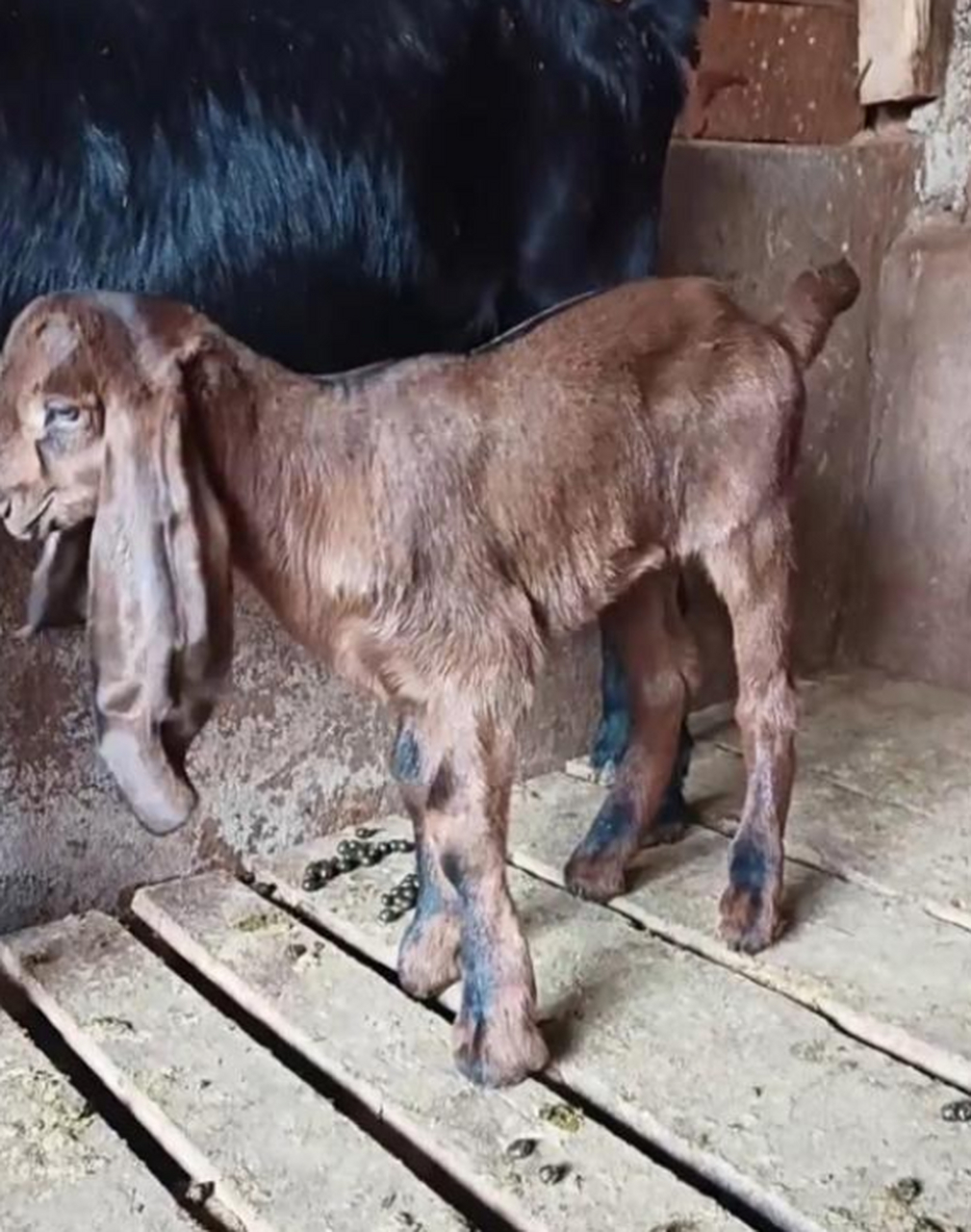 这是什么品种的羊?耳朵怎么那么长