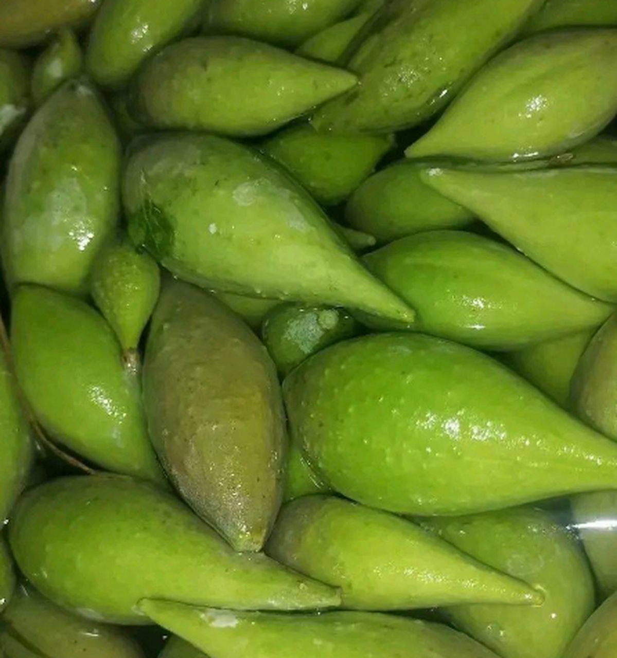 这个看起来如此普通的地梢瓜,没想到那么稀少,那么值钱. [呆]