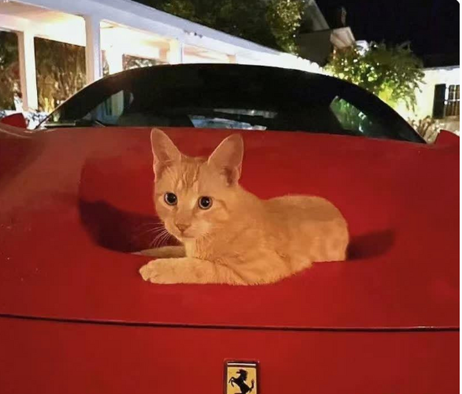 第一次看到猫形车标,猜猜是什么车吧 大家知道嘛[期待]