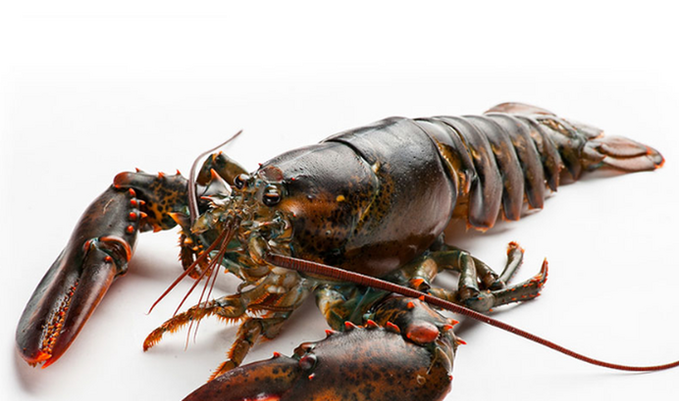 下面让我们来具体了解一下澳洲龙虾[药丸]