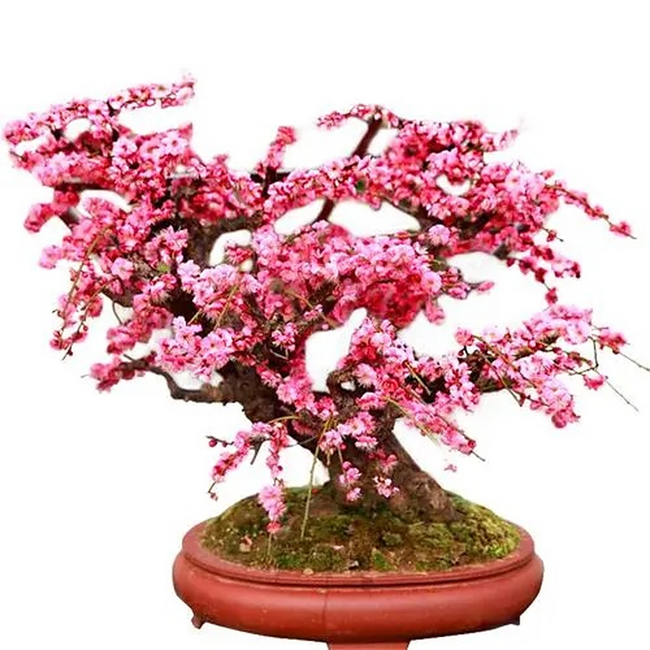 腊梅花盆栽养殖方法和注意事项?