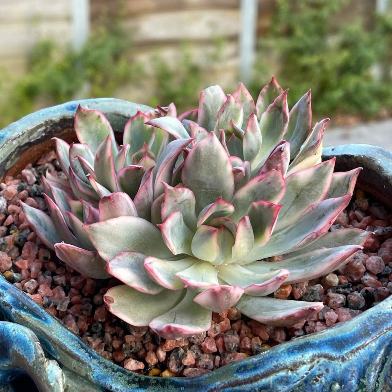 月光女神是景天科 拟石莲花属 是花月夜和月影系的杂交品种,继承了