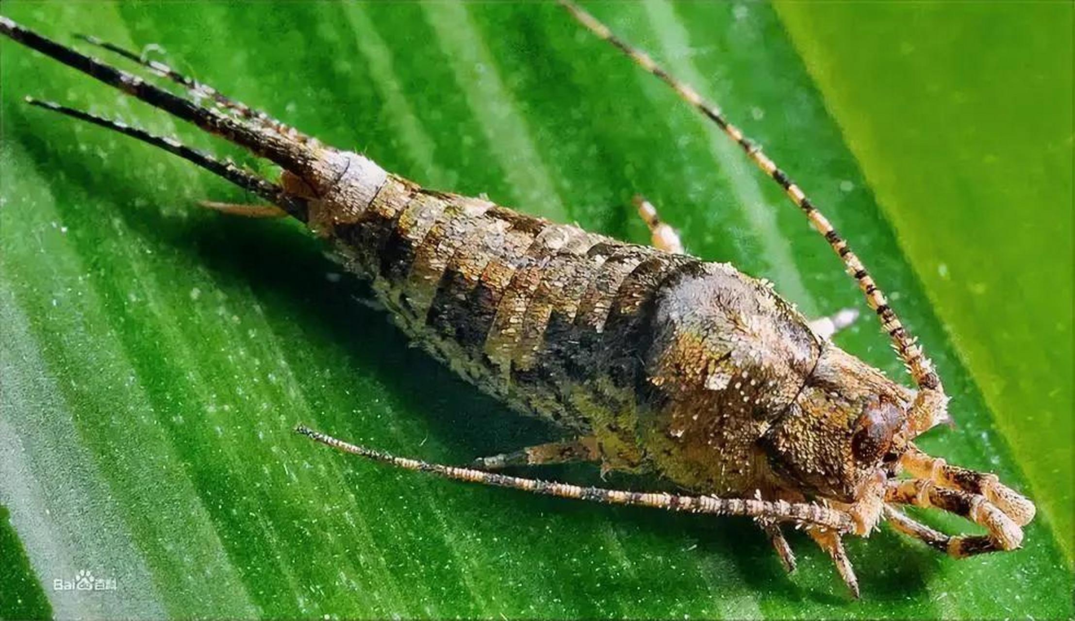 衣鱼,又称银鱼,是一种小型昆虫,它们在室内环境中很常见,平时多栖息在