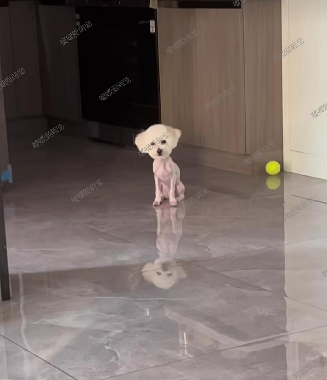 小比熊被主人剃光毛发,变成了一个大头娃娃,看起来太搞笑啦![左捂脸]