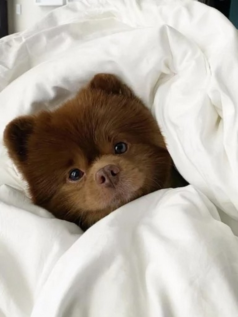 一只棕色博美犬因体型太大被宠物贩售业者嫌丑而抛弃,幸好遇到好心人