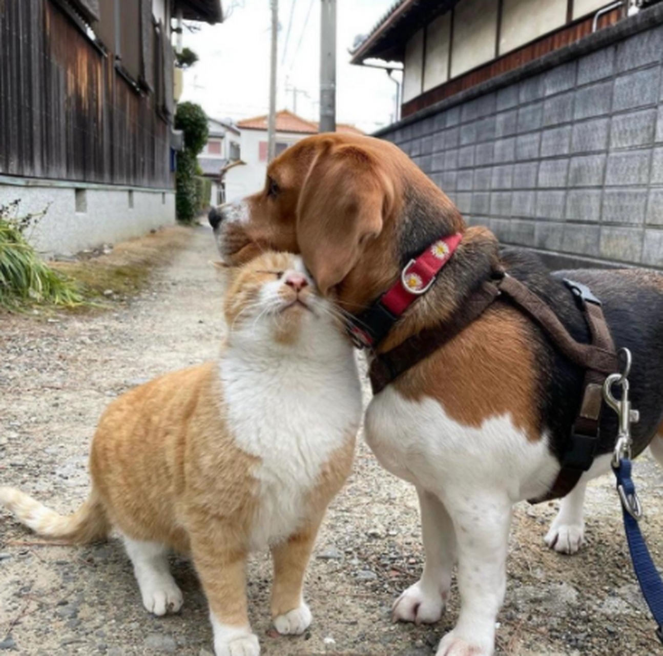 猫和狗也是可以相亲相爱的