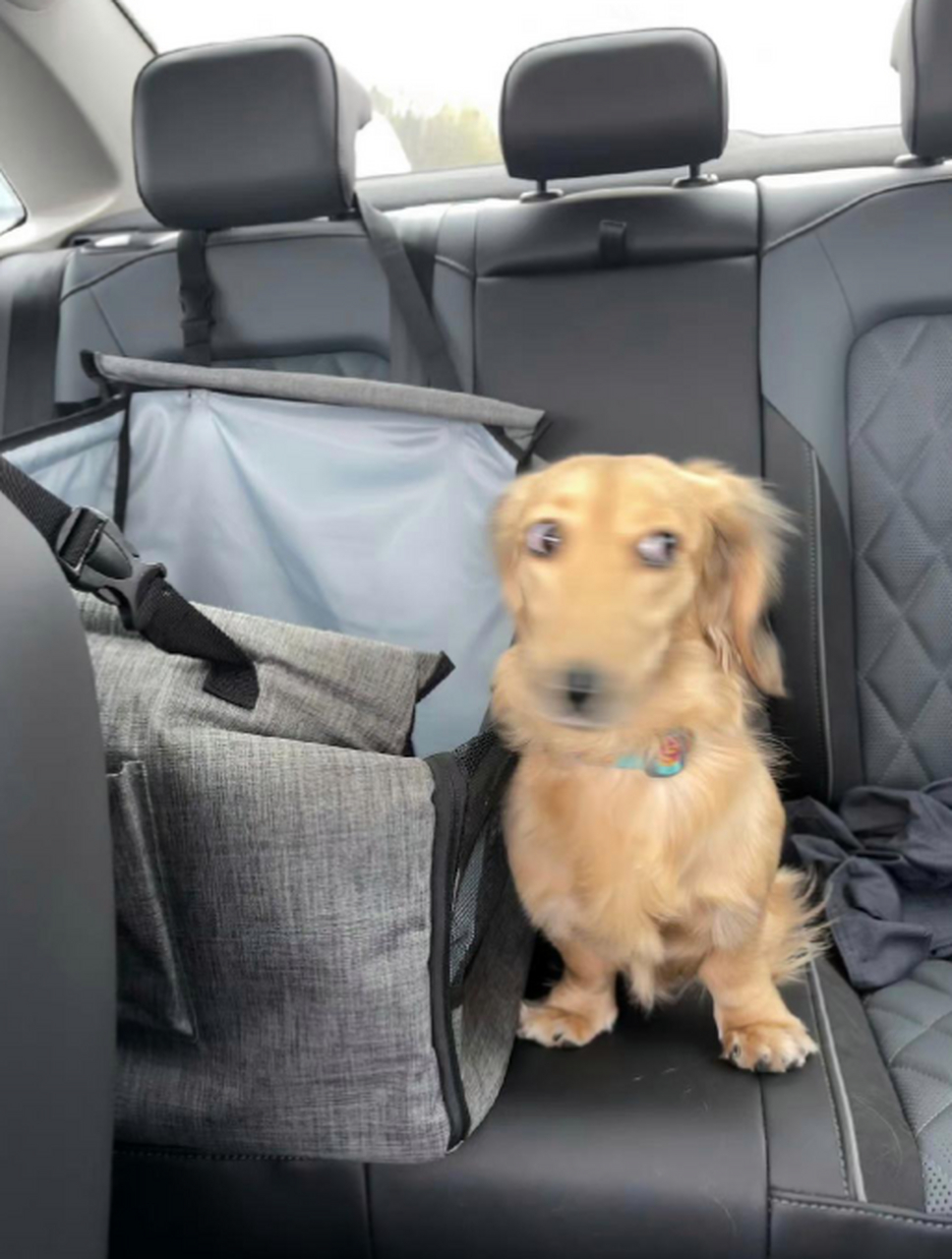 主人第一次开车载狗狗出门兜风