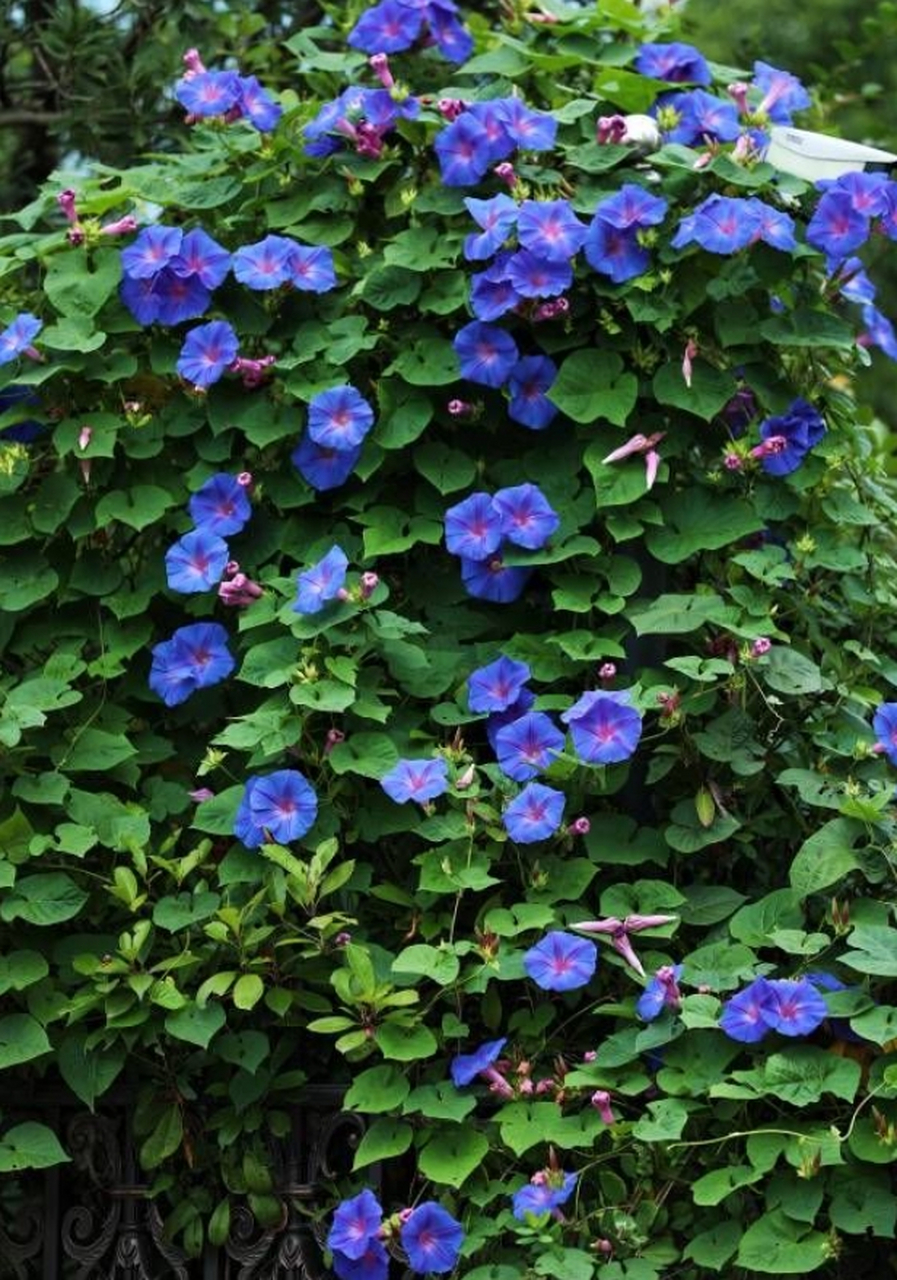 美国宿根牵牛花,没有种子,多年生,一年就能爬满墙,整出个蓝色花墙,主