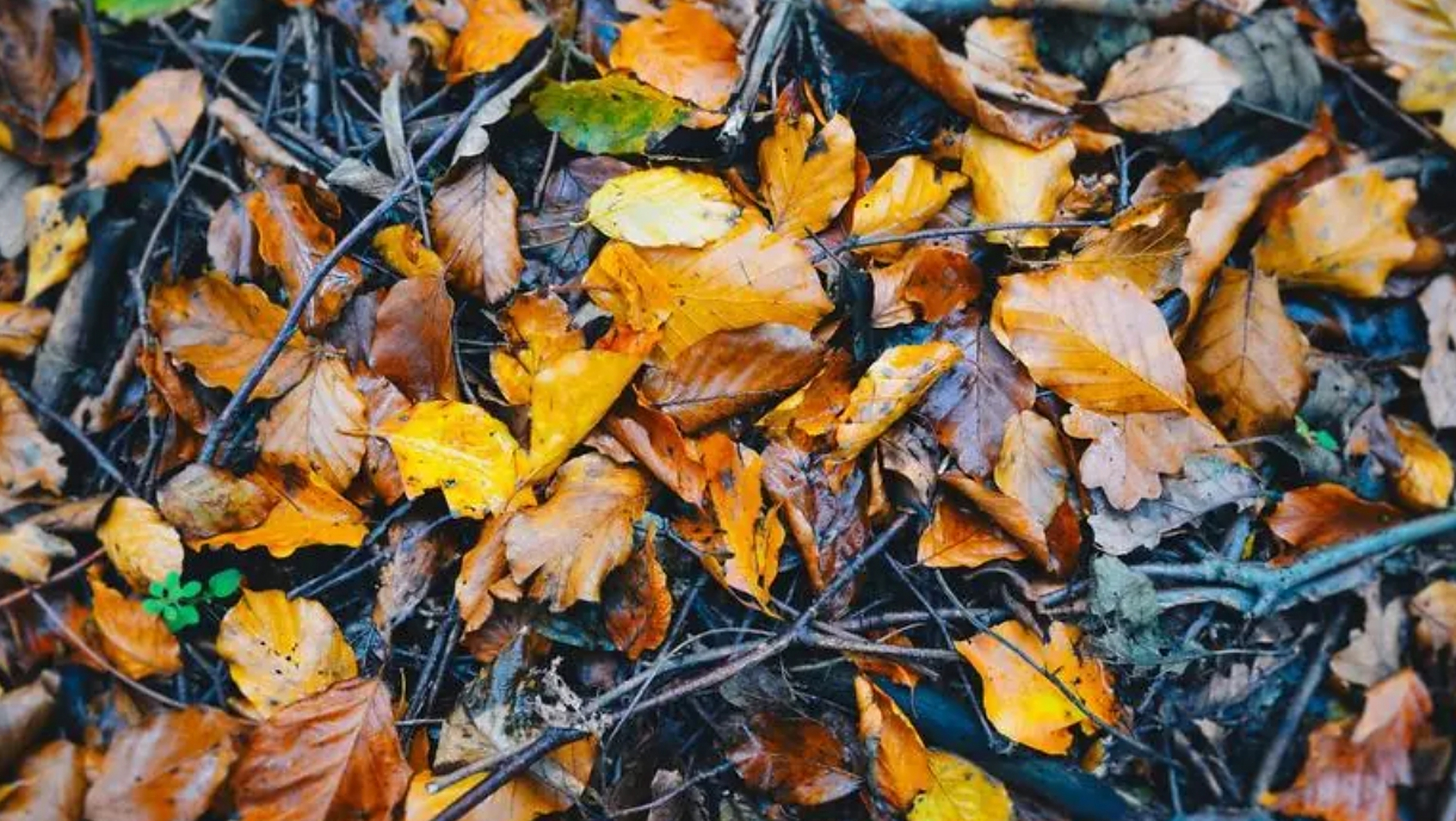 树叶的飘落之谜  秋天,落叶缓缓飘落的景象为我们带来了一年中最浪漫