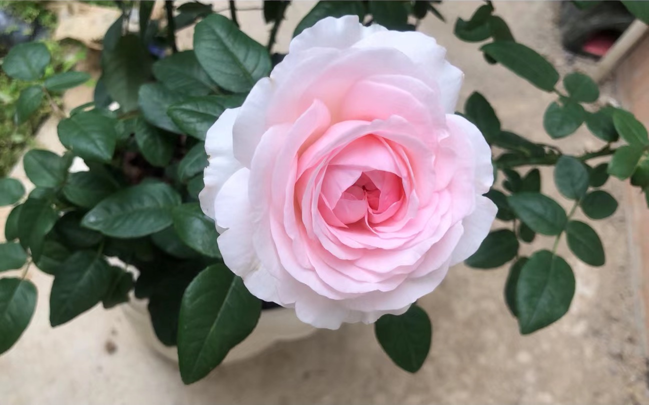 一款没啥缺点的"完美"月季花——草莓奶昔,株高100厘米这样,比微月大