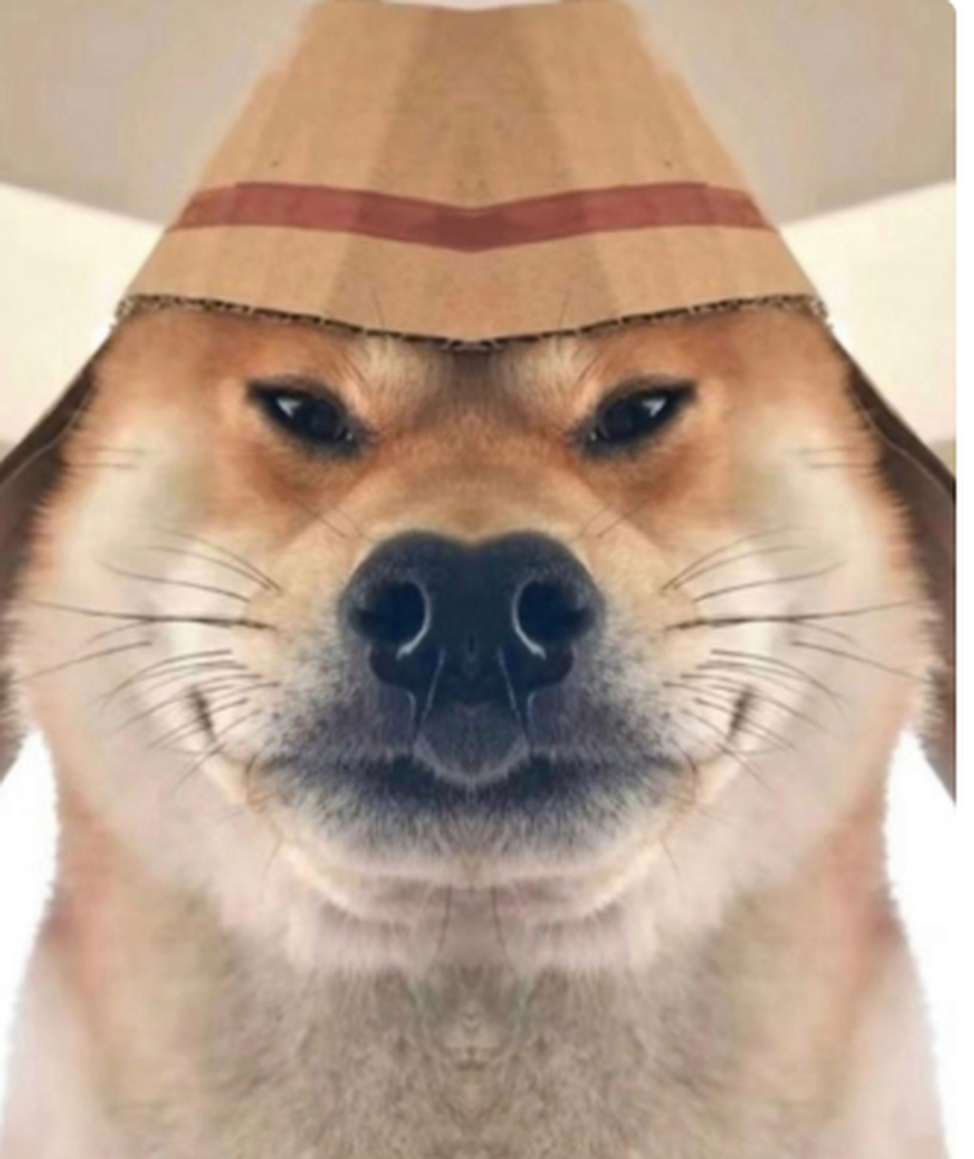 戴上帽子的狗子,像不像个小八嘎?