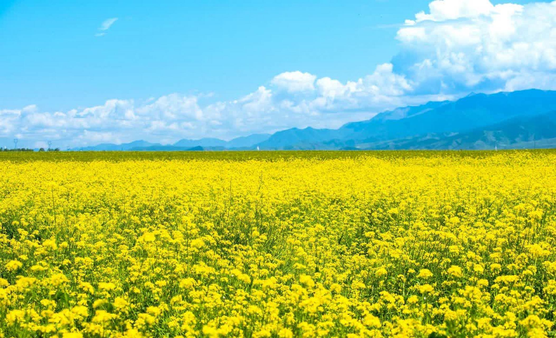 蓝天白云下金黄的油菜花就像一幅色彩缤纷的油画.