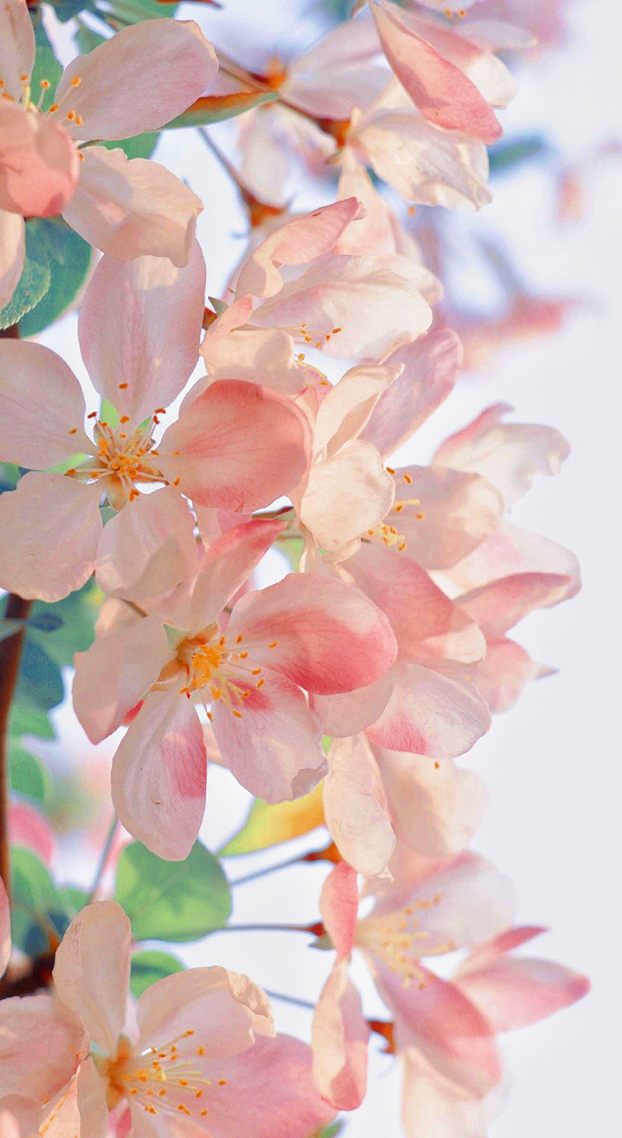 " 胭脂绯红,海棠依旧 . " 67