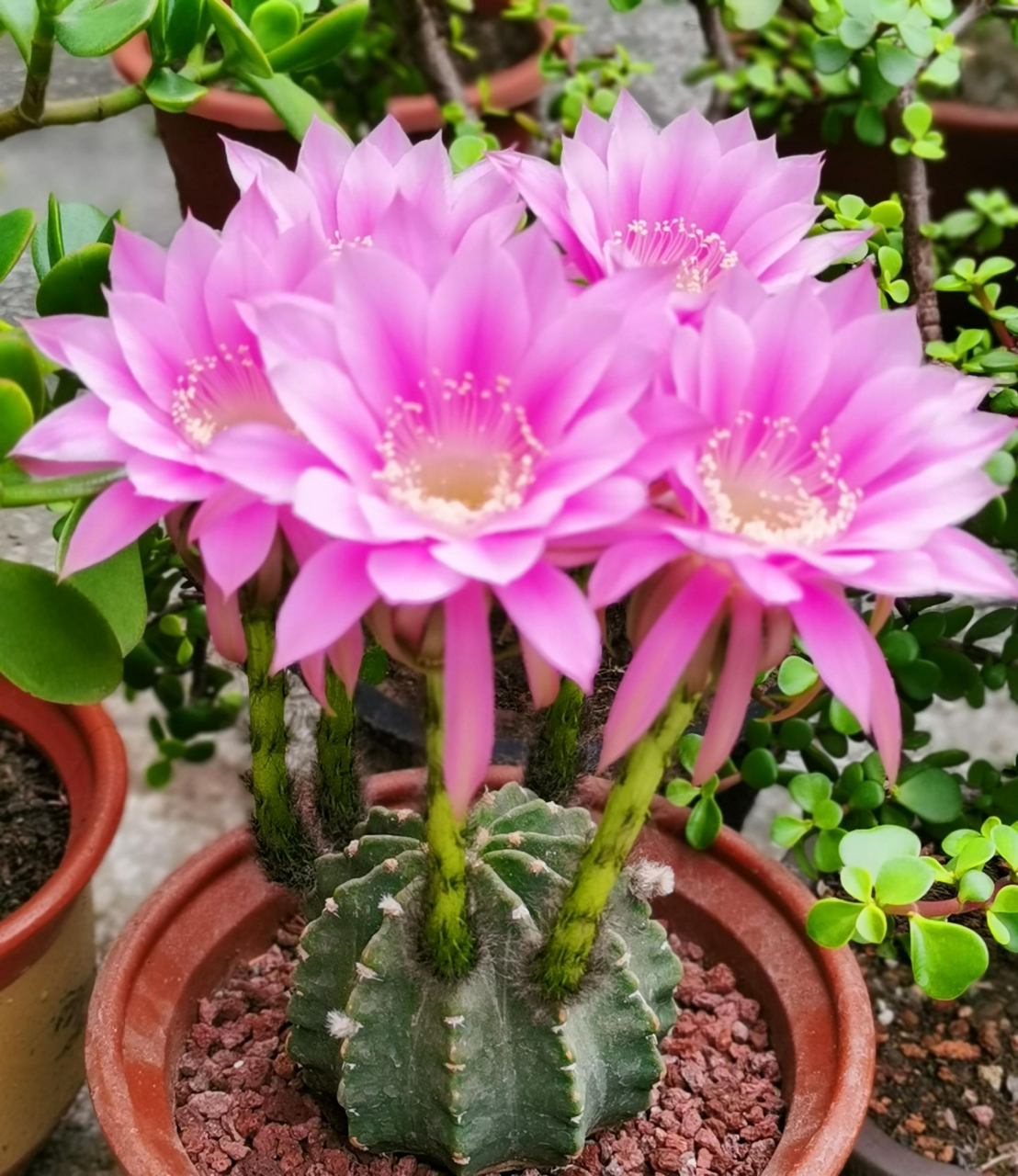 开花时间可不长,从晚上