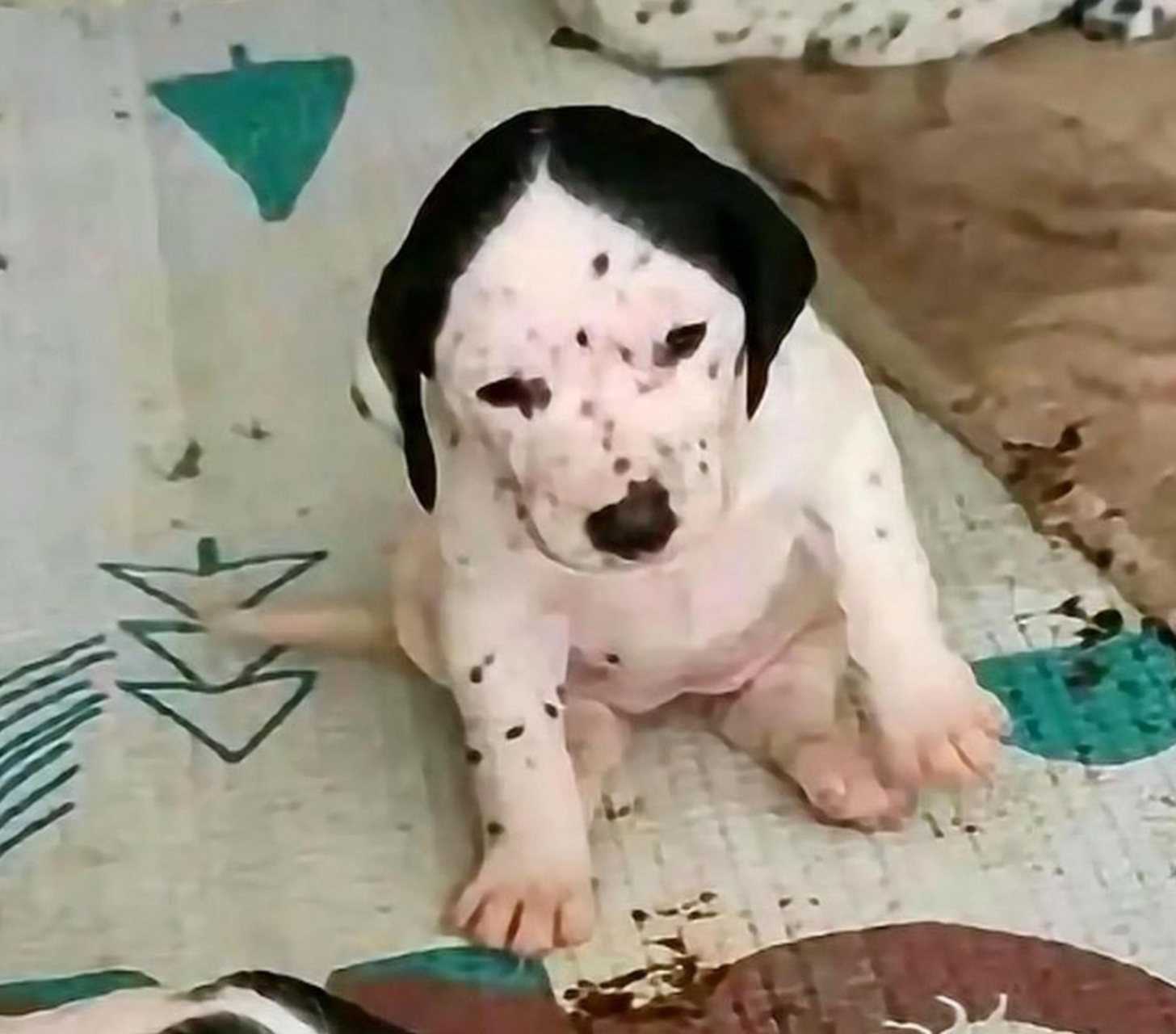 网友:这只狗怎么这么呆丑呆丑的[笑哭]