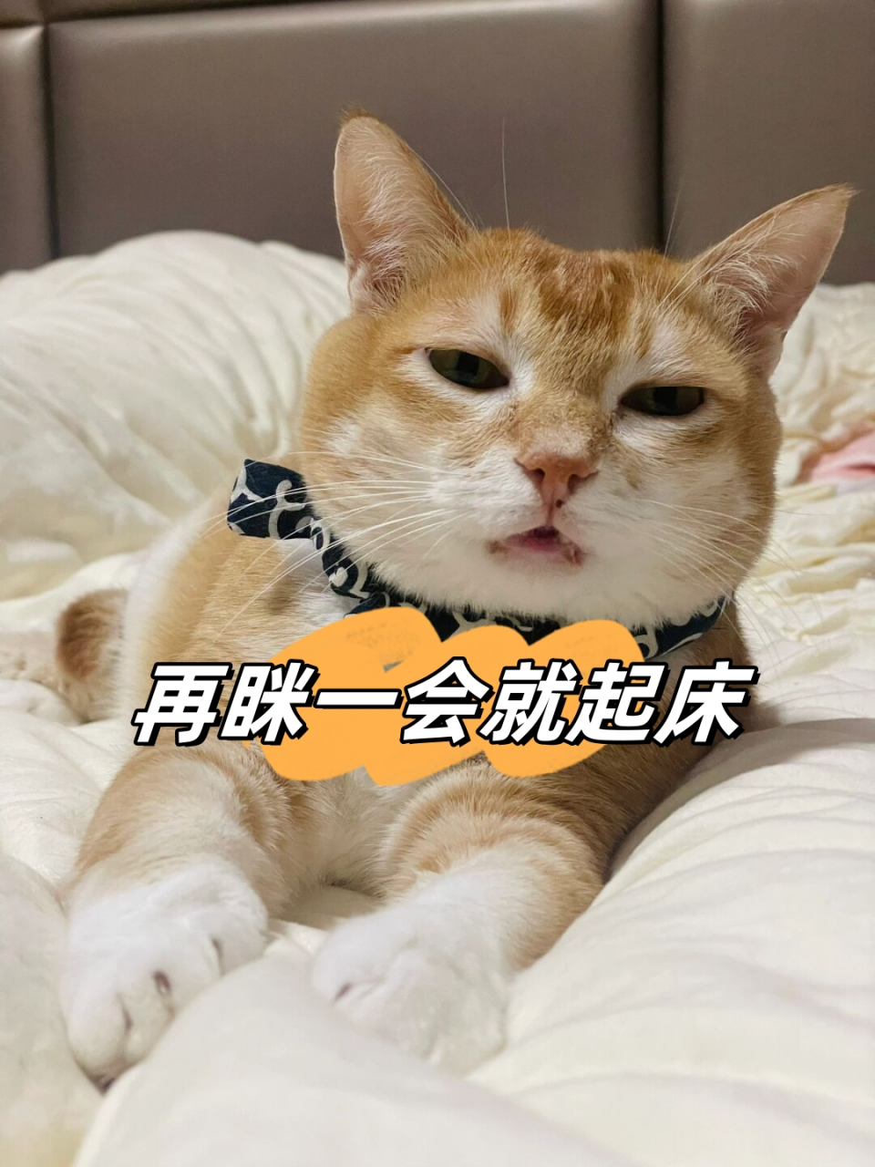 只有我喜欢第一第二张德德特别困的傻样吗?