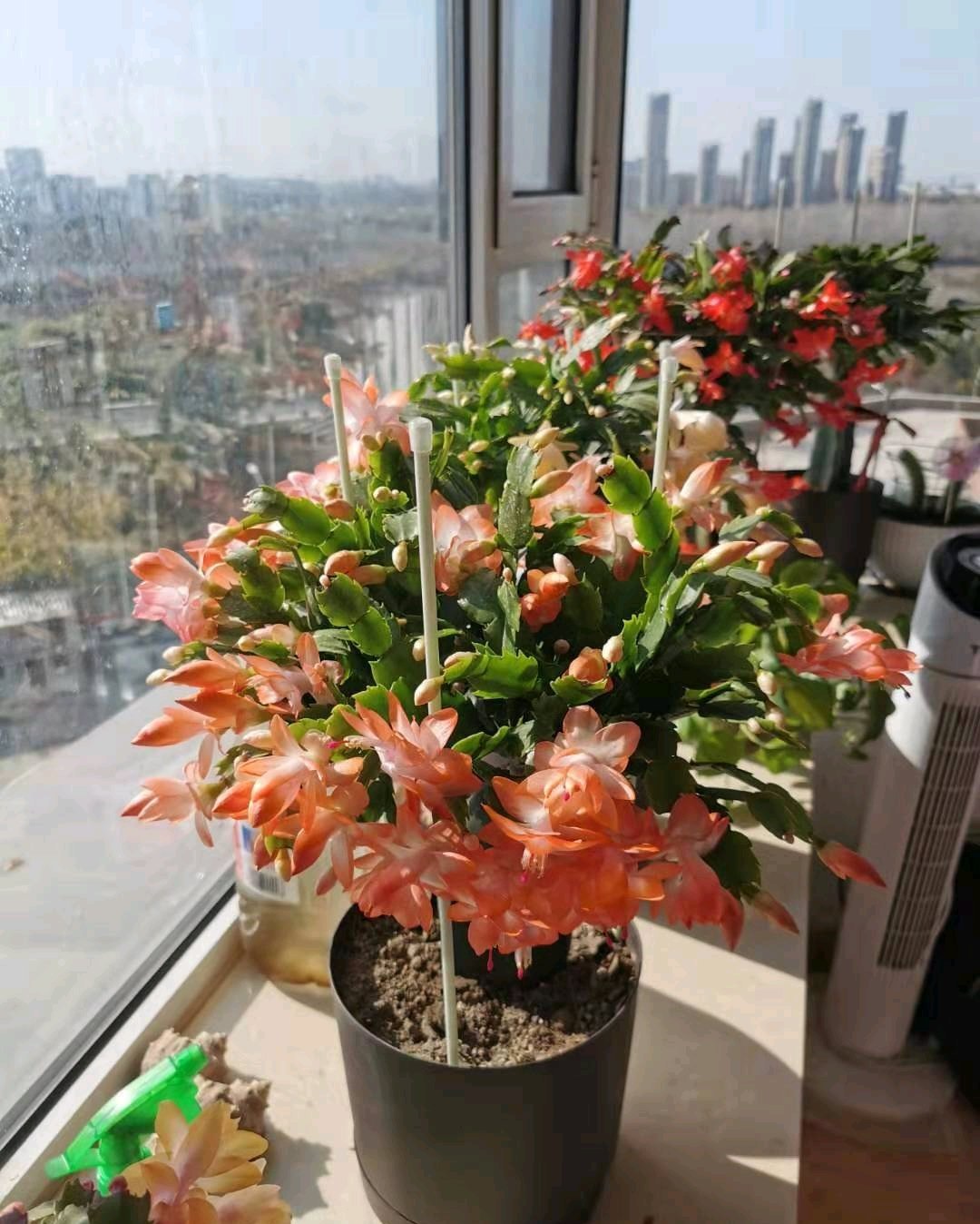 蟹爪兰"海滨舞者"(简称海滨)开花图,特别喜欢这种艳而不俗的,花朵姿态