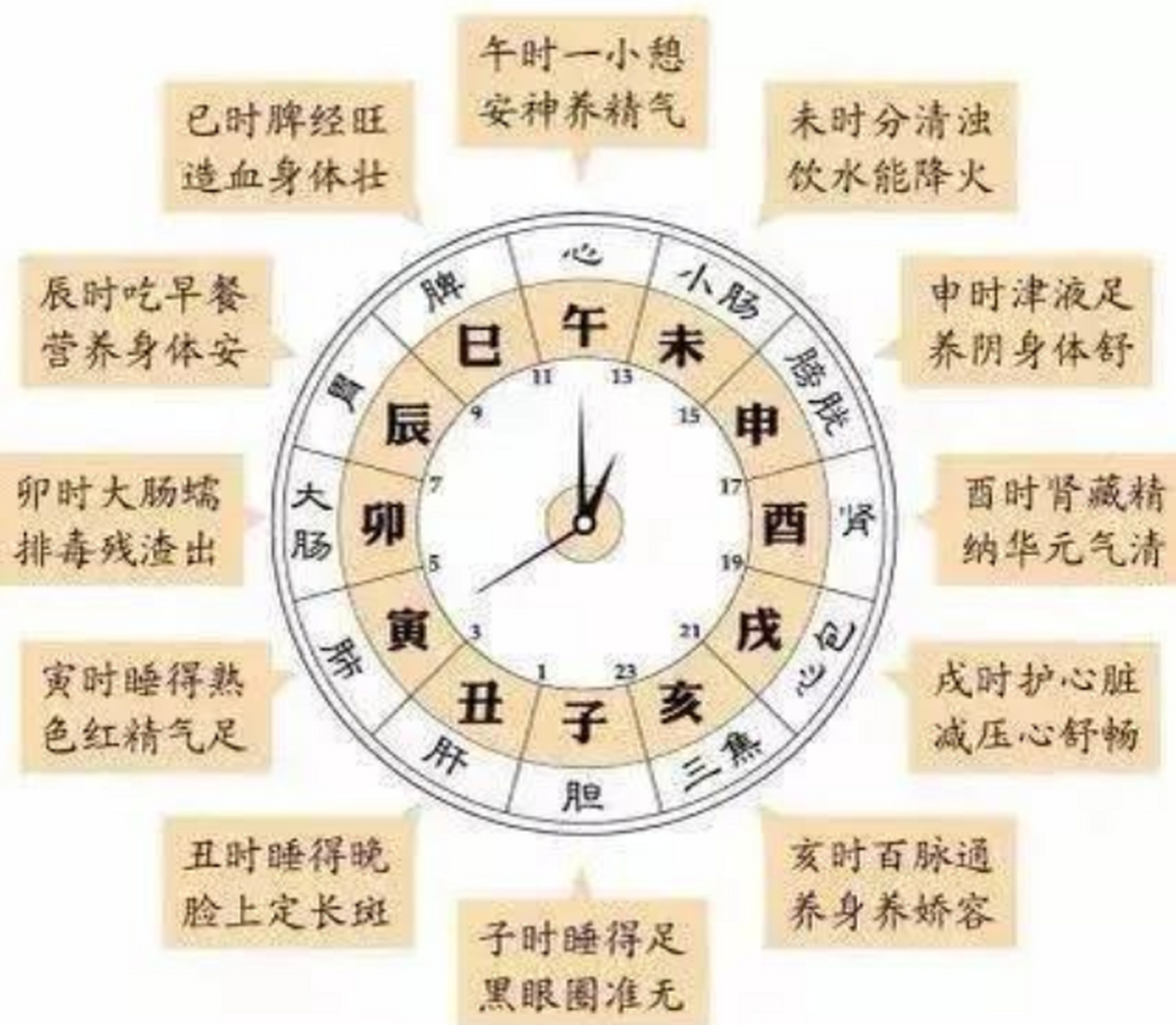 五脏六腑(人体经络)十二时辰工作表 1,晚上23-1点—子时—胆经