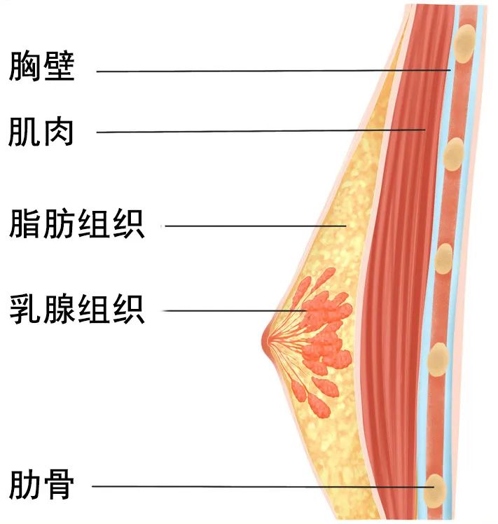 男性乳腺结构图片