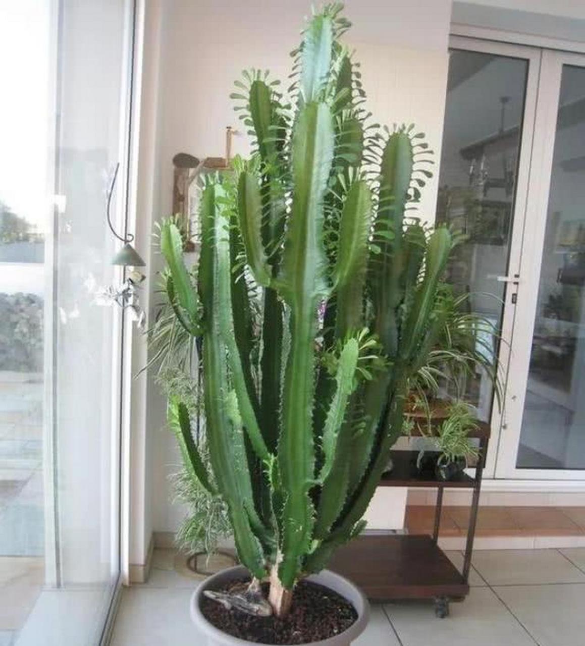 [樱花]龙骨是属于大戟科多年生多肉植物,又称彩云阁,三角霸王鞭,看着