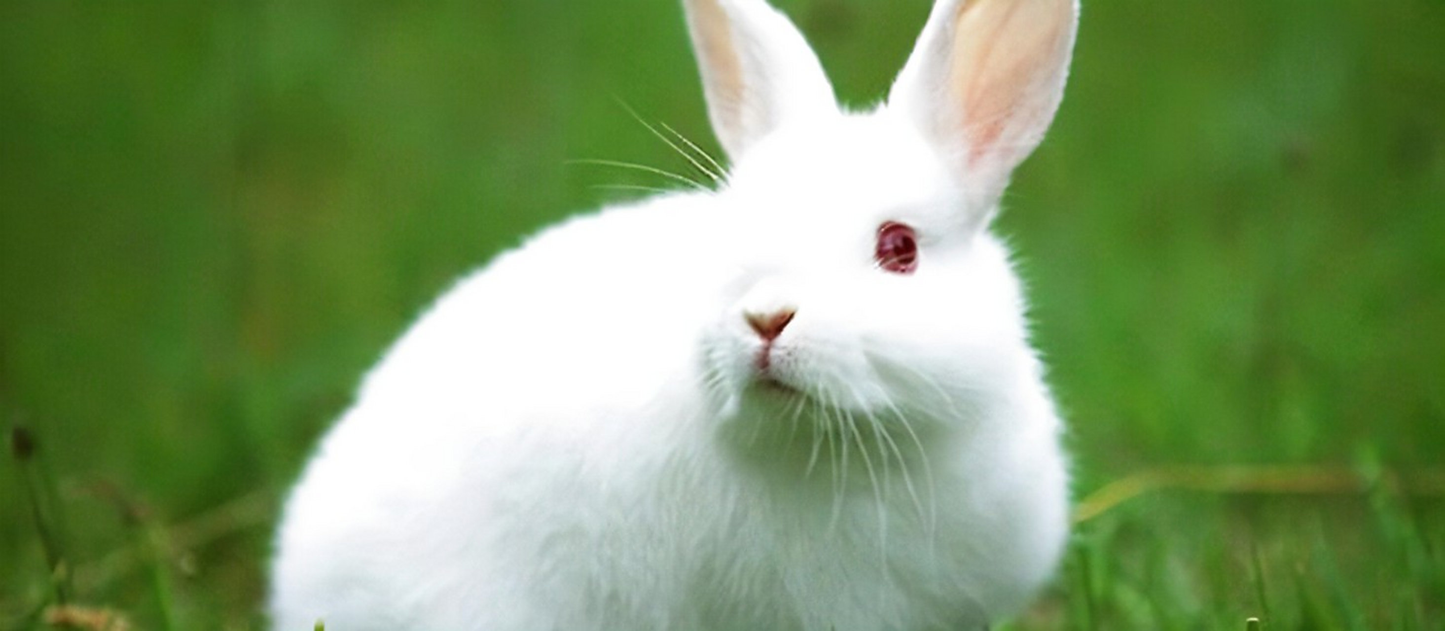 为什么有的人眼睛红得像兔子眼一样,太吓人 前几天,我接诊了一位病人