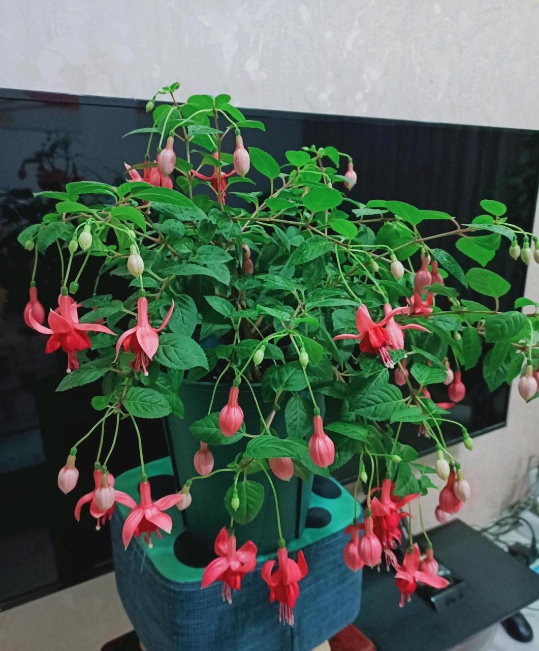 阳台还有地方,可以养盆"灯笼花"——这几年很火的网红盆栽花卉,属于