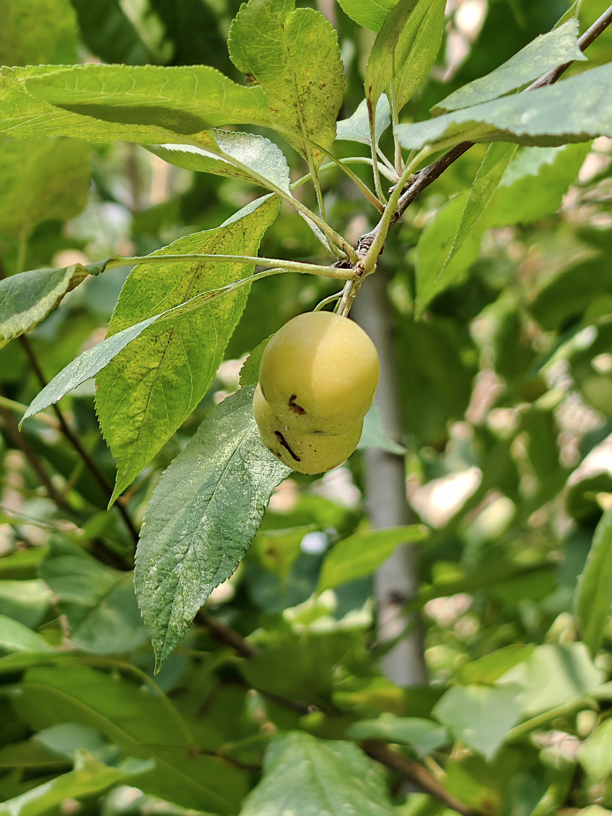 海棠果因其果小核大,能吃的果肉不多,再加上口感有点酸涩,没什么人
