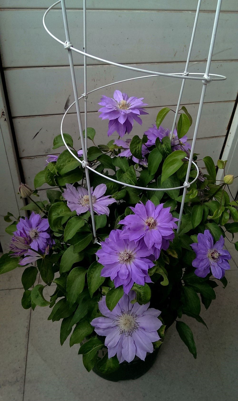 长得像牡丹花的铁线莲——天盐,花型重瓣,厚实饱满的大花朵,还是蓝