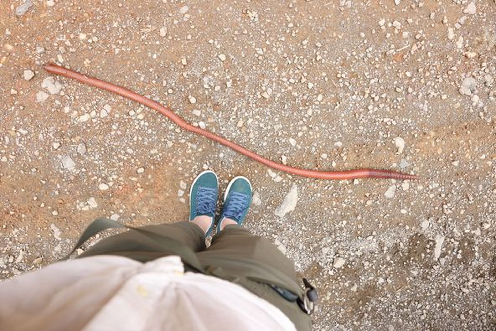 在厄瓜多尔发现的巨大蠕虫