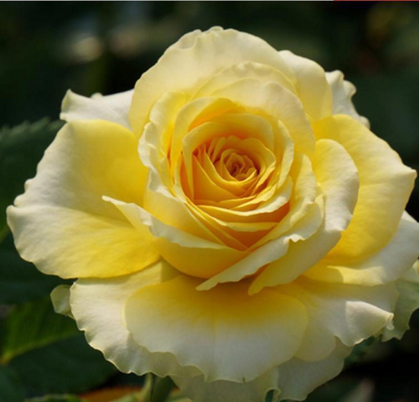 小阳台种月季,除了果汁阳台,贝壳也很适合 小阳台想种月季,除了果汁