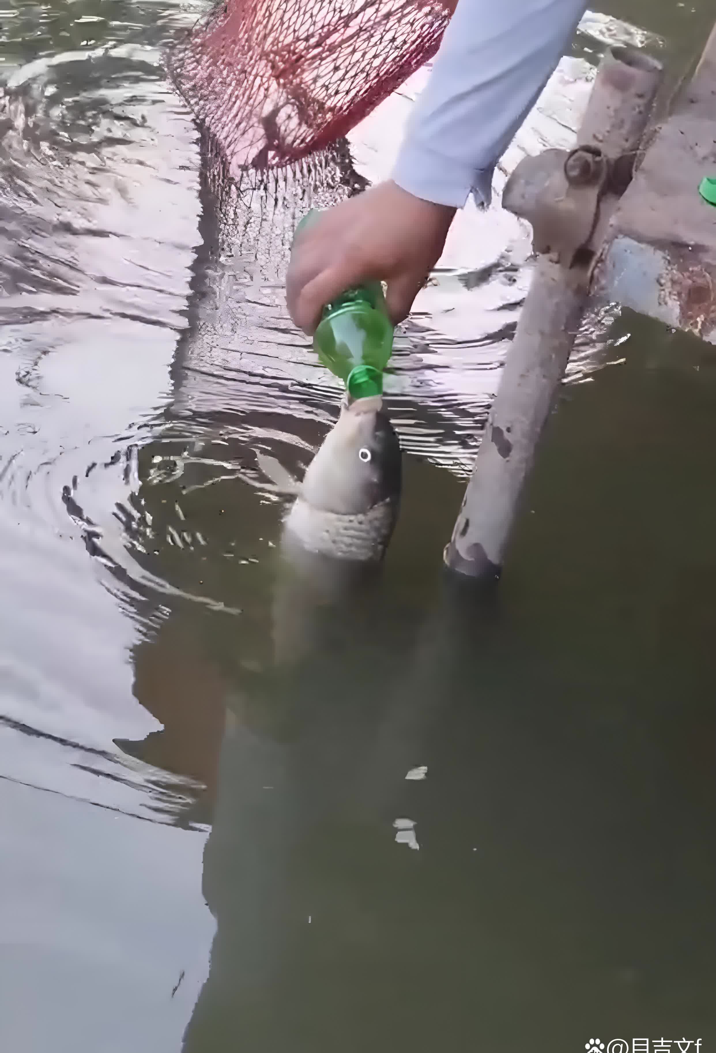 鱼河里的水很难喝 我快渴死了 出来喝点矿泉水吧 哈哈