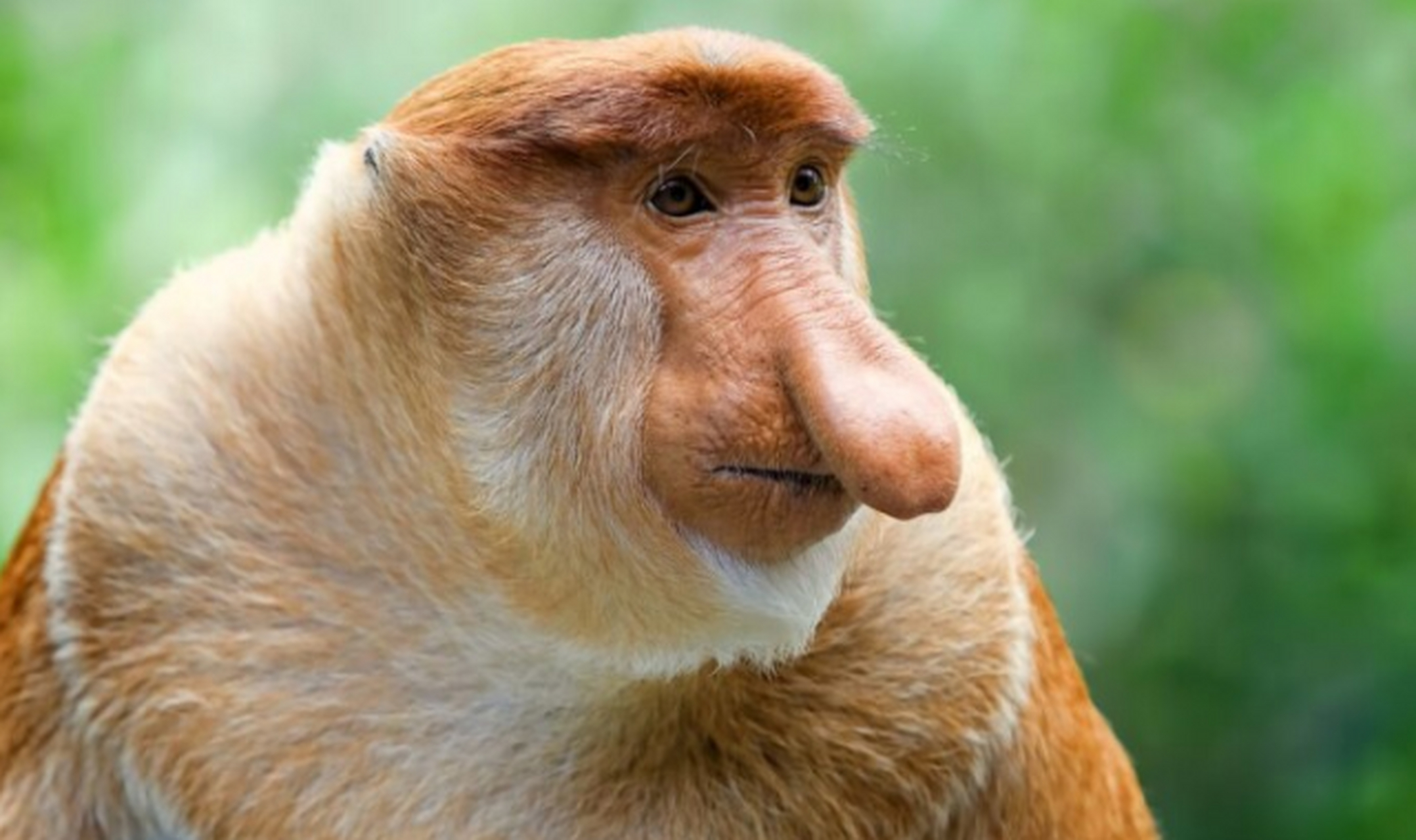 世界上最丑的动物,丑哭了 长鼻猴 之所以说长鼻猴丑正是因为它的鼻子,