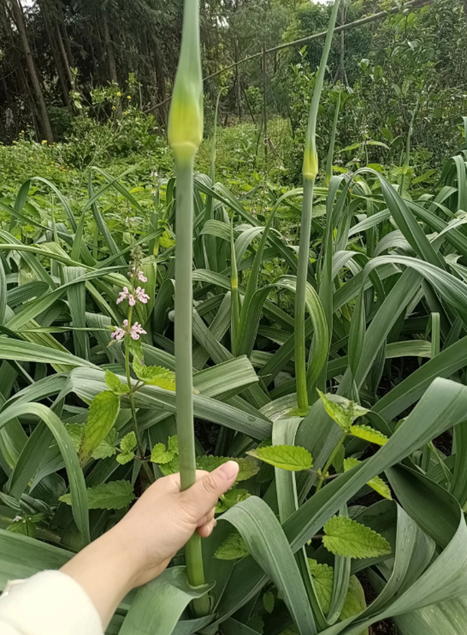 蒜苔怎么长的图片大全图片