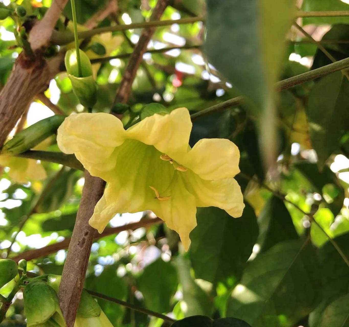 菜豆树的花朵图片图片