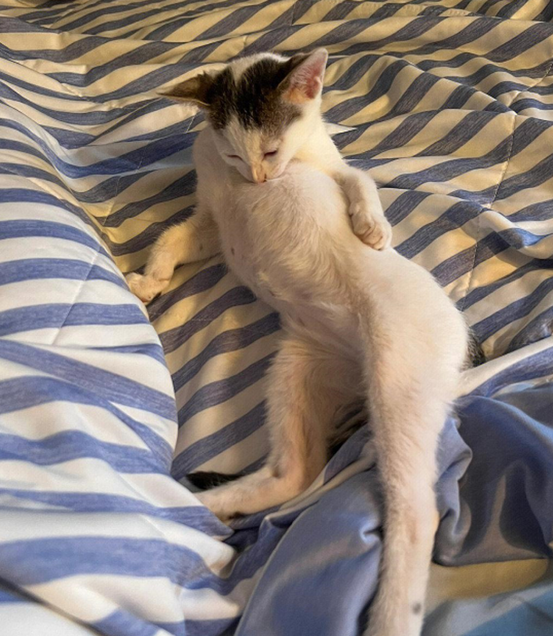 性感妖娆的猫咪,笑死我了!
