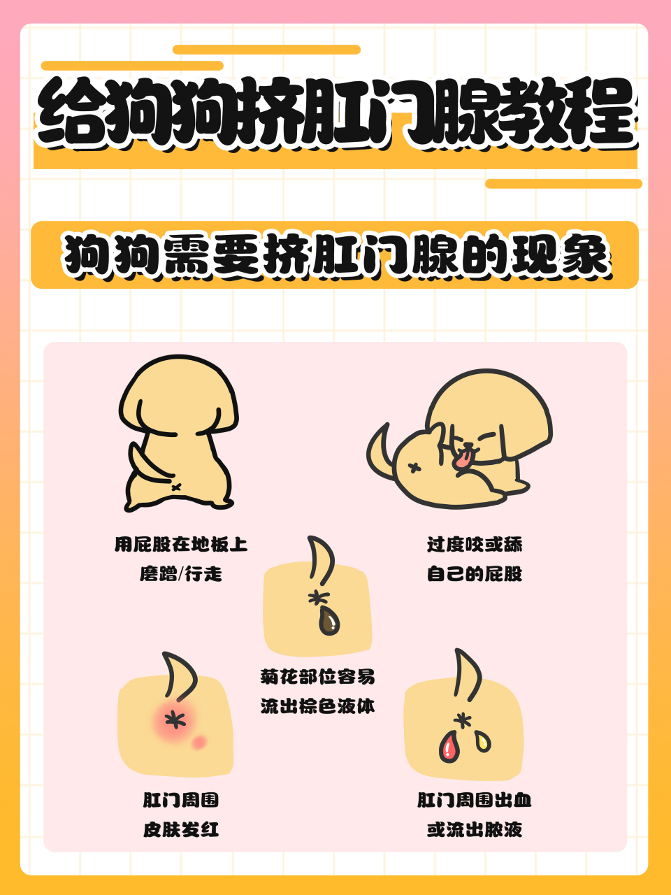 建议收藏,狗狗挤肛门腺的教程!