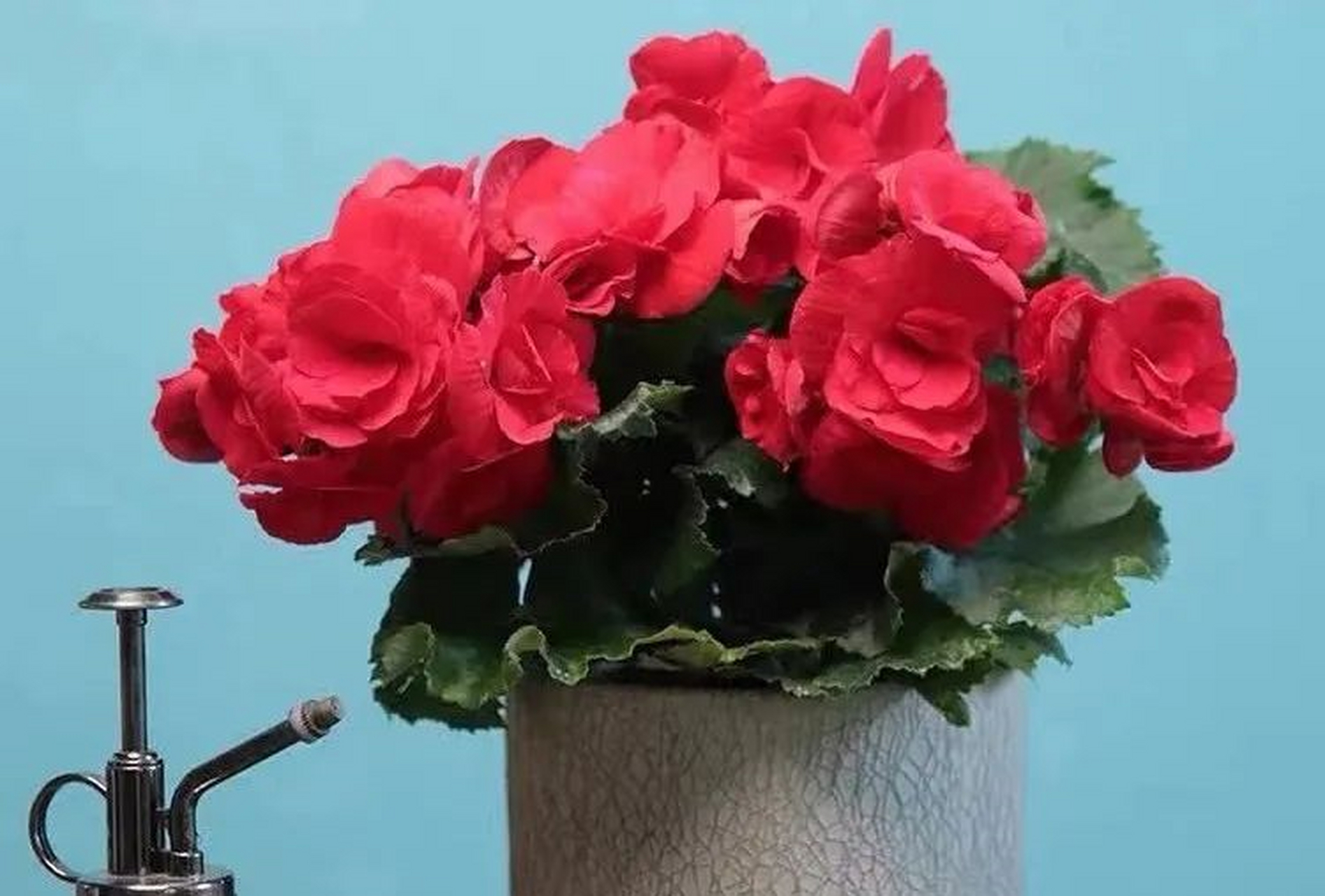丽格海棠又叫玫瑰海棠,是海棠科海棠属多年生块茎草本植物,是时节主要