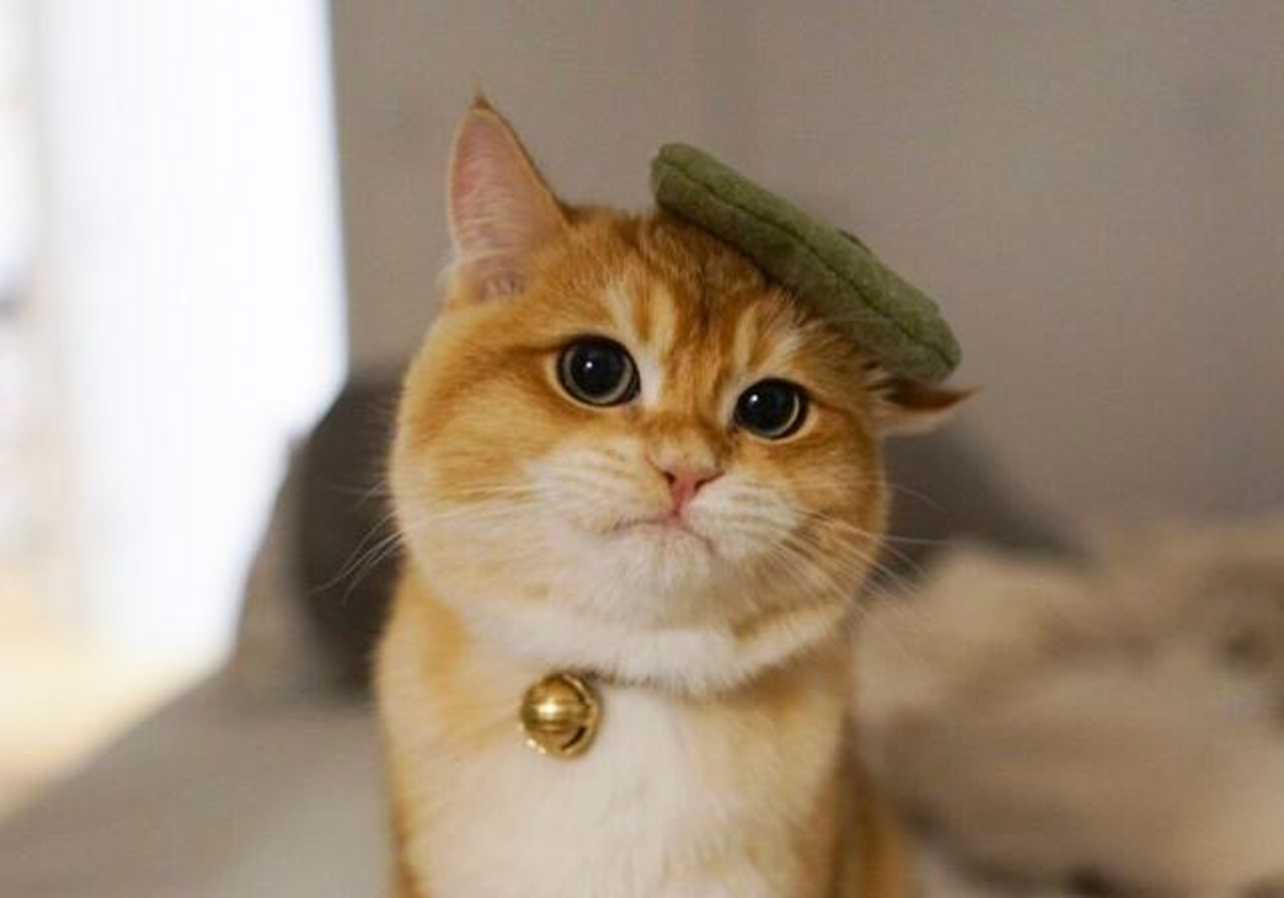 金色英国短毛猫 一团燃烧的小火球[?