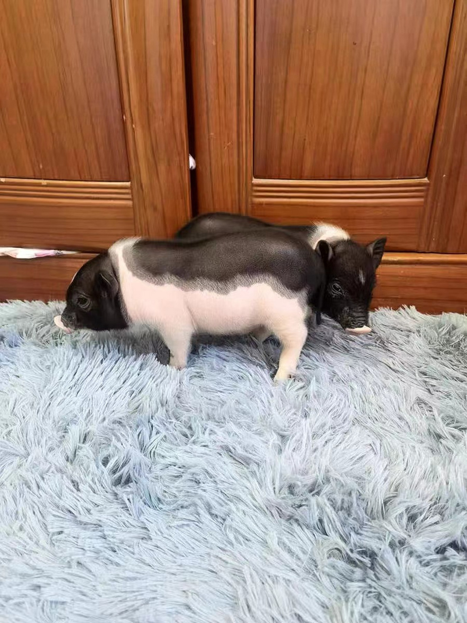 小小只的猪猪倒是挺可爱的,但愿不要长大#宠物香猪