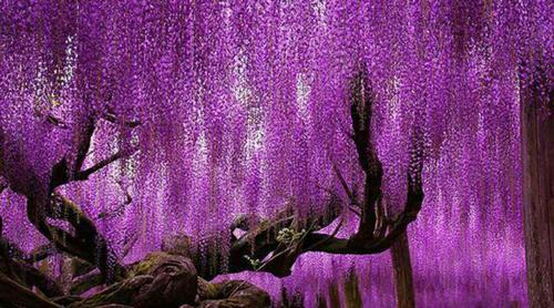 紫藤树是一种很漂亮的观赏花树,是近几年比较受欢迎的网红花树,它的