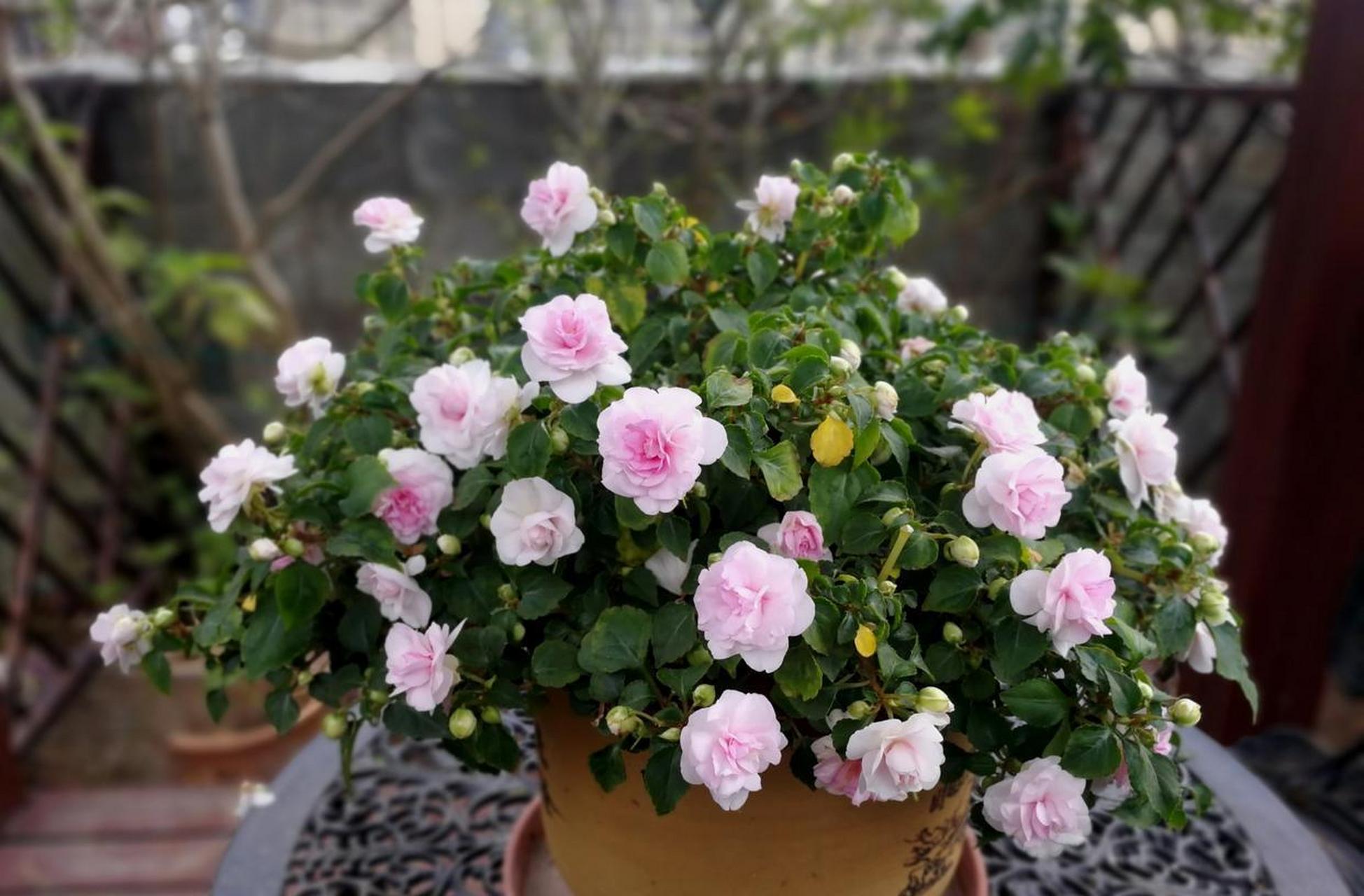 这种花名叫"非洲重瓣凤仙花",凤仙花科的重瓣园艺品种,和我们小时候玩