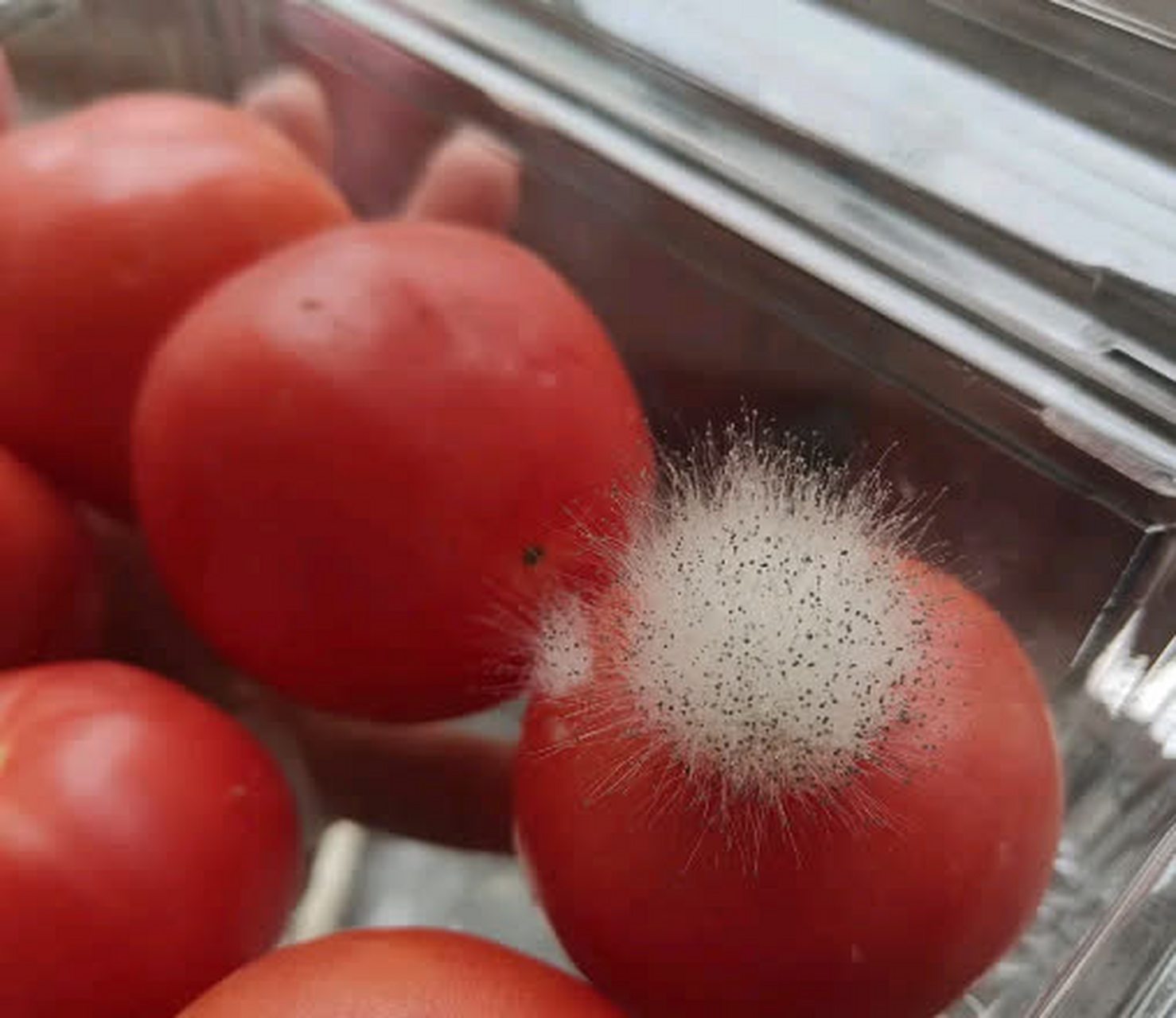 西红柿为什么发霉了还能吃吗?