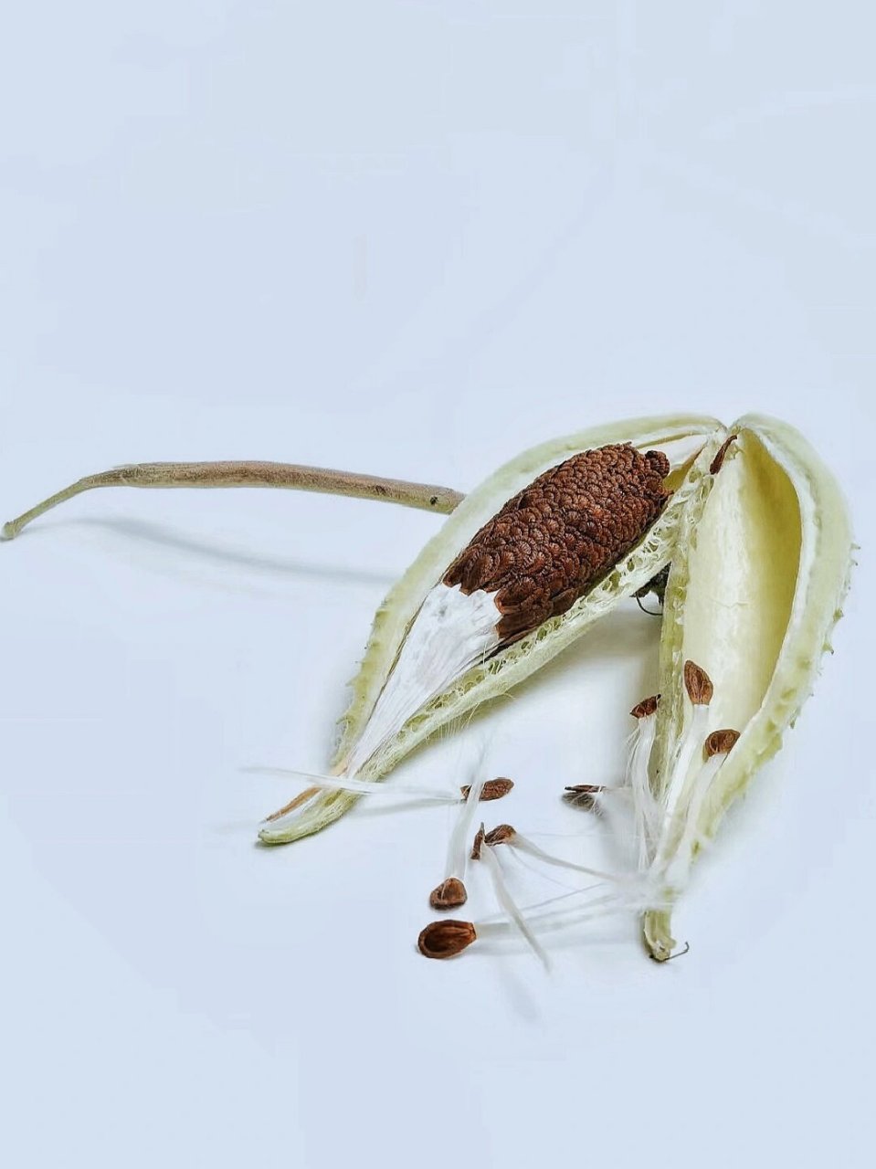 非常喜欢马利筋这种植物,它以另一种形态展现在我们面前,却依然保持