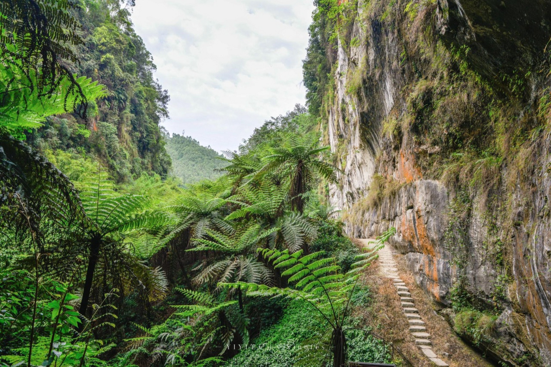 乐山桫椤峡谷,这里有成片的桫椤树,景色秀丽,是徒步亲近大自然的理想