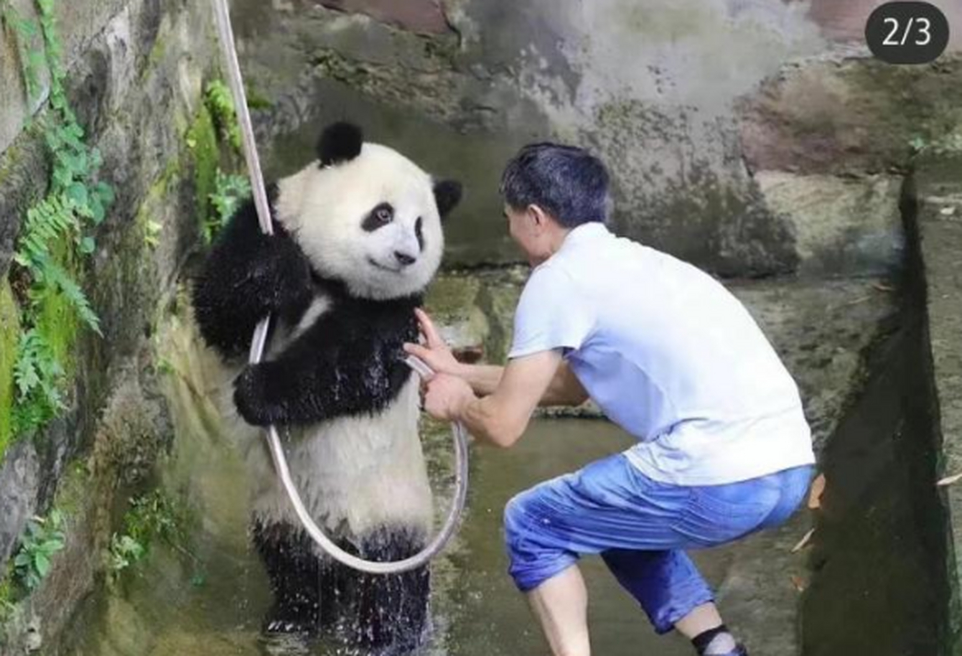 给大熊猫洗澡,怪害羞的,还时不时的做个鬼脸,也太可爱了吧
